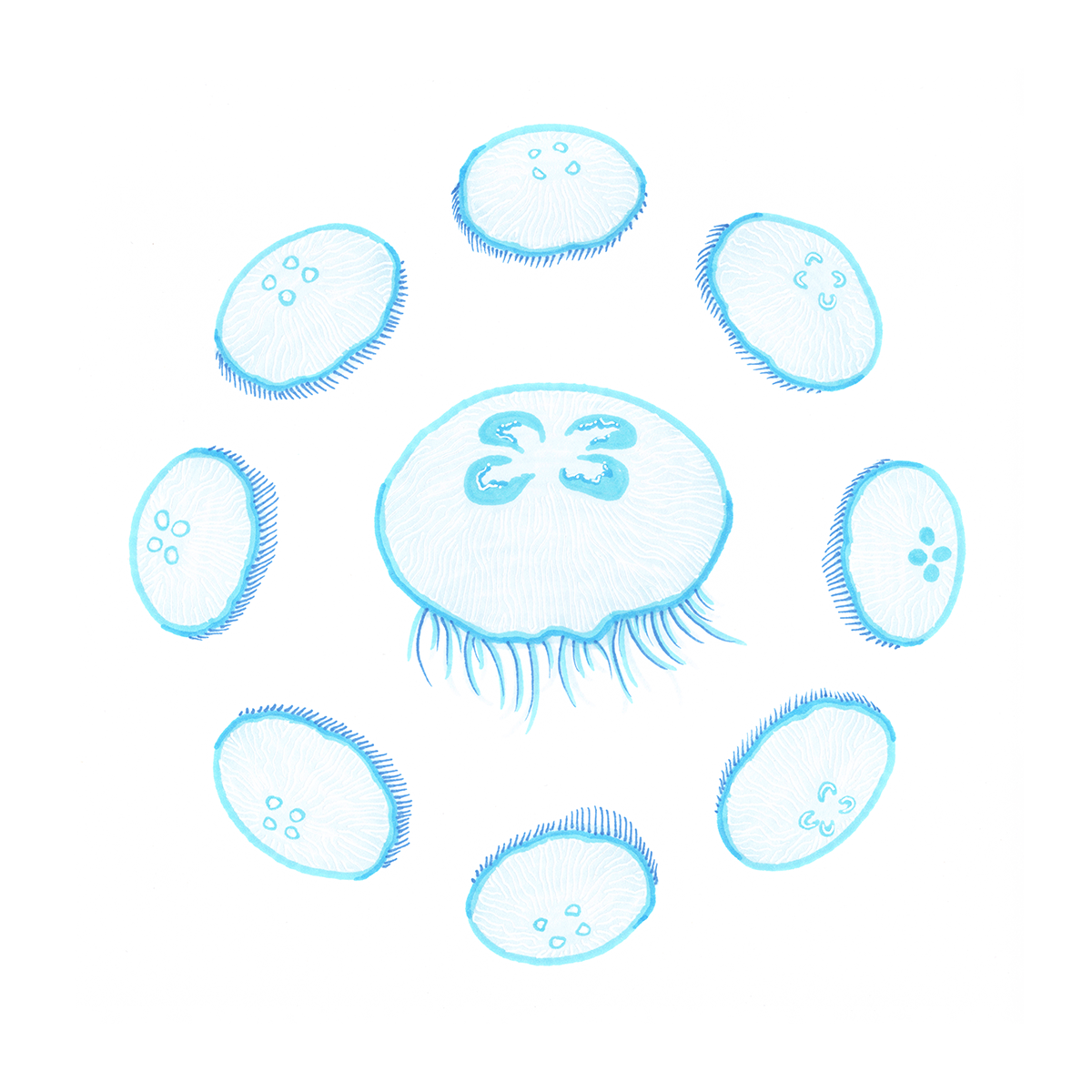 Scanned photo of the "Jellyfish Lunar Cycle" illustration. The jellyfish are light blue with white details.