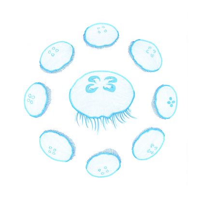 Scanned photo of the "Jellyfish Lunar Cycle" illustration. The jellyfish are light blue with white details.