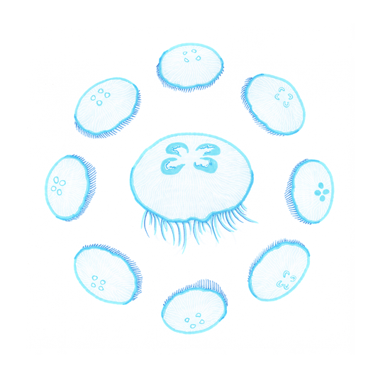 Scanned photo of the "Jellyfish Lunar Cycle" illustration. The jellyfish are light blue with white details.